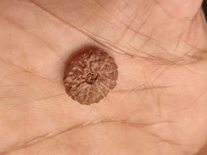 14 Mukhi Light-Brown Rudraksha Pendant - Connect with Paramshiva's Energy | Brahmatells by Brahmatells
