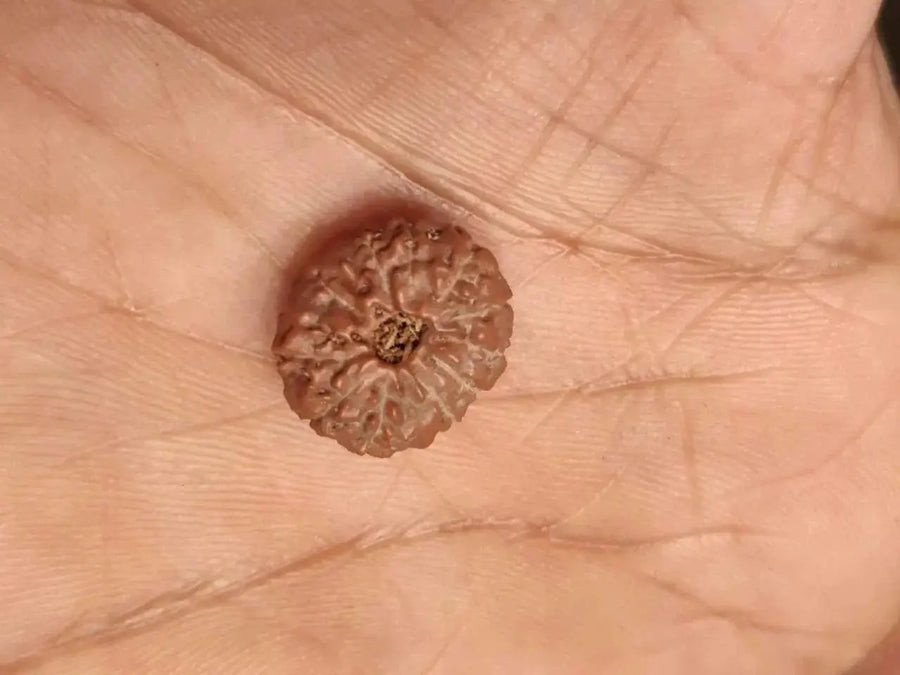 14 Mukhi Light-Brown Rudraksha Pendant - Connect with Paramshiva's Energy | Brahmatells by Brahmatells