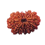 14 Mukhi Rudraksha: Harnessing Shiva's Cosmic Energy | Brahmatells by Brahmatells