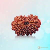 14 Mukhi Rudraksha: Harnessing Shiva's Cosmic Energy | Brahmatells by Brahmatells