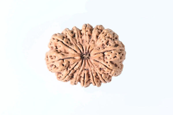 14 Mukhi Rudraksha Nepalese Bead - Ultimate Power of Paramshiva | Brahmatells - BrahmatellsStore