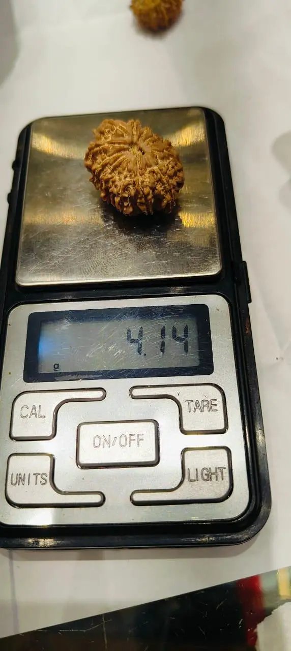 14 Mukhi Rudraksha Nepalese Bead - Ultimate Power of Paramshiva | Brahmatells - BrahmatellsStore