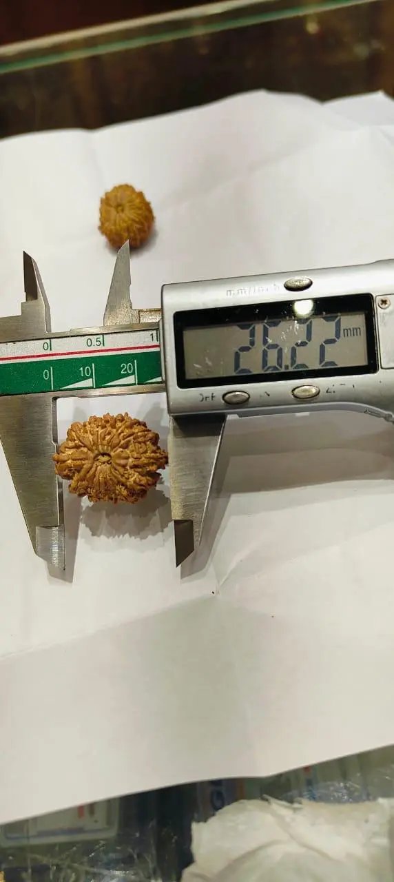 14 Mukhi Rudraksha Nepalese Bead - Ultimate Power of Paramshiva | Brahmatells - BrahmatellsStore