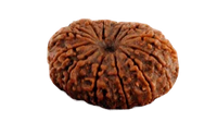 14 Mukhi Rudraksha Pendant - Harness Paramshiva's Energy | Brahmatells by Brahmatells