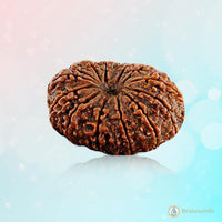 14 Mukhi Rudraksha Pendant - Harness Paramshiva's Energy | Brahmatells by Brahmatells