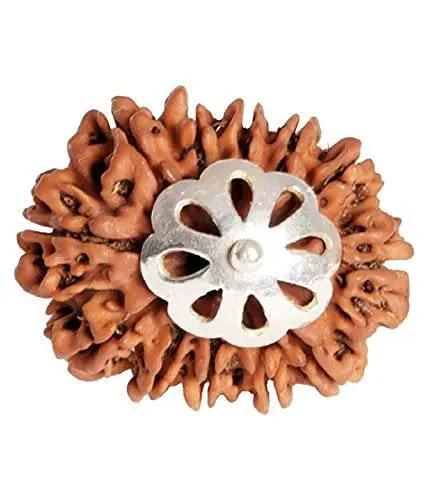 14 Mukhi Rudraksha Silver Pendant - Harness the Power of Paramshiva | Brahmatells by Brahmatells