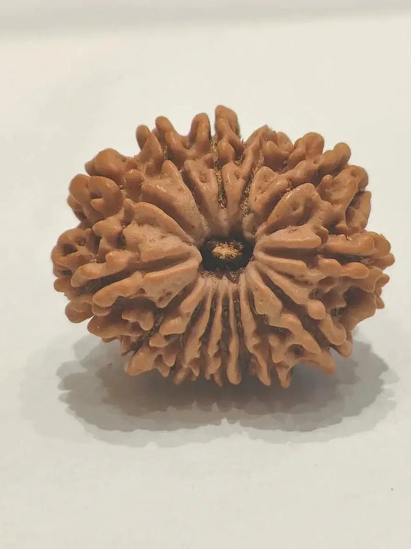 14 Mukhi Rudraksha Nepalese Bead - Ultimate Power of Paramshiva | Brahmatells by Brahmatells