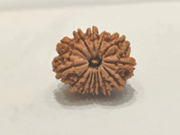 14 Mukhi Rudraksha Nepalese Bead - Ultimate Power of Paramshiva | Brahmatells by Brahmatells