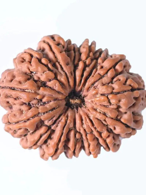 15 Mukhi Rudraksha Bead - Jupiter's Blessing & Prosperity | Brahmatells by Brahmatells
