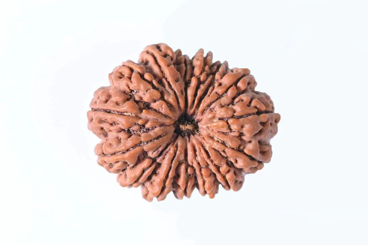15 Mukhi Rudraksha Bead - Jupiter's Blessing & Prosperity | Brahmatells by Brahmatells