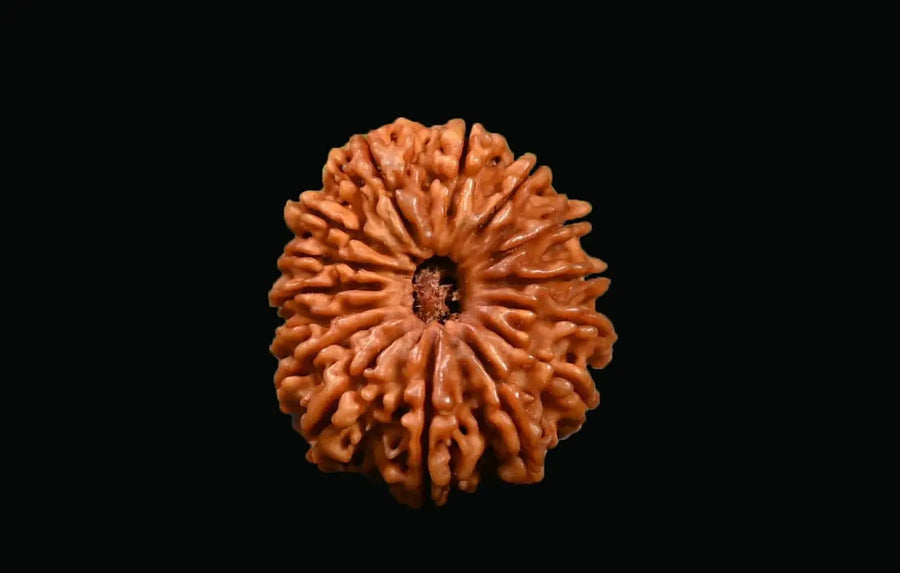 15 Mukhi Rudraksha Bead - Jupiter's Blessing & Prosperity | Brahmatells by Brahmatells
