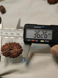 15 Mukhi Rudraksha Bead - Jupiter's Blessing & Prosperity | Brahmatells by Brahmatells