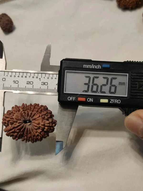 15 Mukhi Rudraksha Bead - Jupiter's Blessing & Prosperity | Brahmatells by Brahmatells
