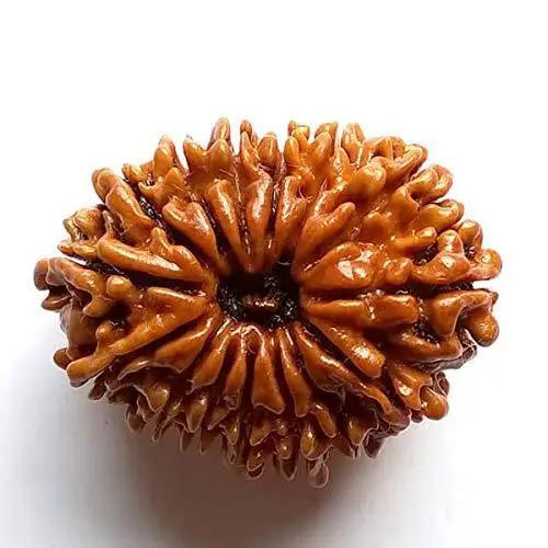 15 Mukhi Rudraksha Java - Jupiter's Blessing for Prosperity | Brahmatells by Brahmatells