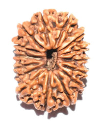 15 Mukhi Rudraksha Java - Jupiter's Blessing for Prosperity | Brahmatells by Brahmatells