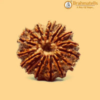 15 Mukhi Rudraksha Java - Jupiter's Blessing for Prosperity | Brahmatells by Brahmatells
