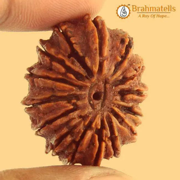 15 Mukhi Rudraksha Java - Jupiter's Blessing for Prosperity | Brahmatells by Brahmatells