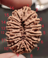 16 Mukhi Rudraksha Bead - Lord Shiva's Blessing for Protection | Brahmatells by Brahmatells