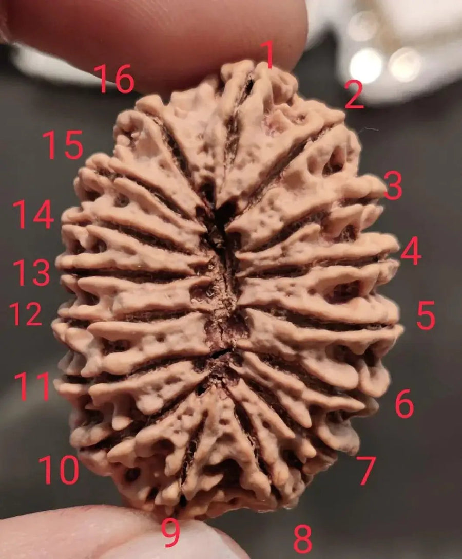 16 Mukhi Rudraksha Bead - Lord Shiva's Blessing for Protection | Brahmatells by Brahmatells
