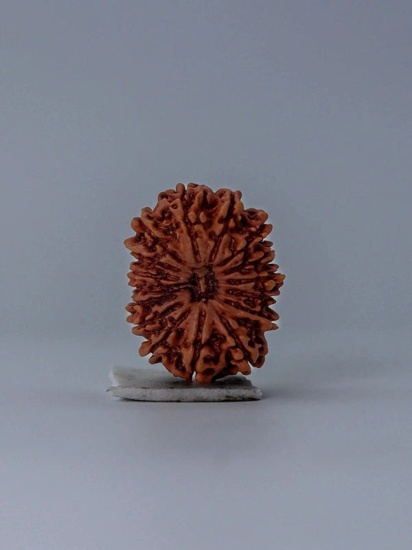 16 Mukhi Rudraksha Bead - Lord Shiva's Blessing for Protection | Brahmatells by Brahmatells