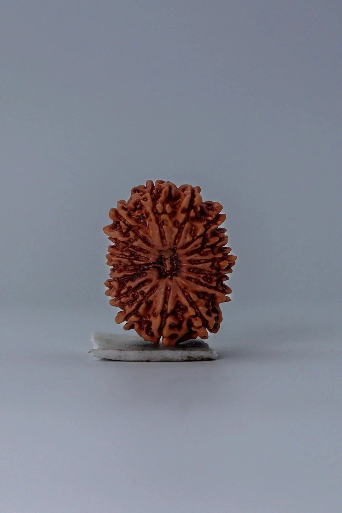 16 Mukhi Rudraksha Bead - Lord Shiva's Blessing for Protection | Brahmatells by Brahmatells