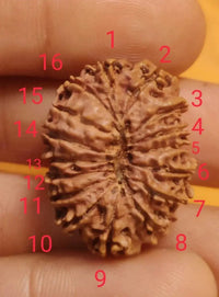 16 Mukhi Rudraksha Bead - Lord Shiva's Blessing for Protection | Brahmatells by Brahmatells
