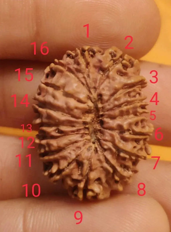 16 Mukhi Rudraksha Bead - Lord Shiva's Blessing for Protection | Brahmatells by Brahmatells