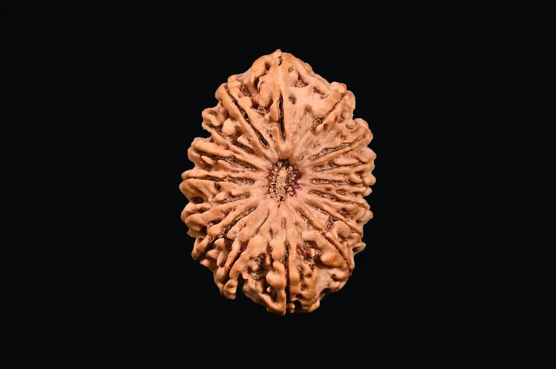 16 Mukhi Rudraksha Bead - Lord Shiva's Blessing for Protection | Brahmatells by Brahmatells