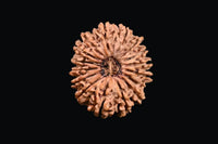 16 Mukhi Rudraksha Bead - Lord Shiva's Blessing for Protection | Brahmatells by Brahmatells