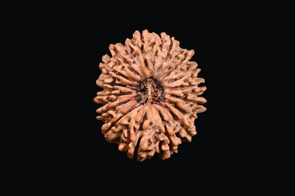 16 Mukhi Rudraksha Bead - Lord Shiva's Blessing for Protection | Brahmatells by Brahmatells