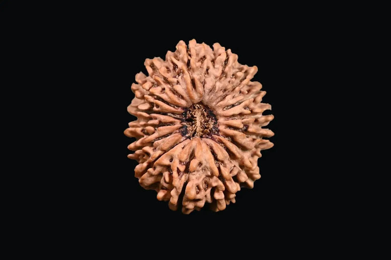 16 Mukhi Rudraksha Bead - Lord Shiva's Blessing for Protection | Brahmatells by Brahmatells