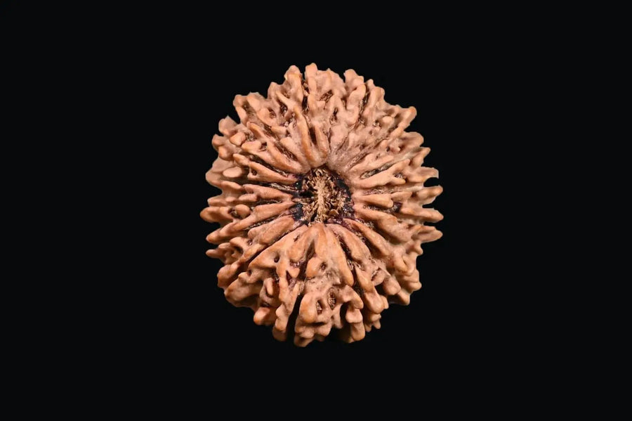 16 Mukhi Rudraksha Bead - Lord Shiva's Blessing for Protection | Brahmatells by Brahmatells