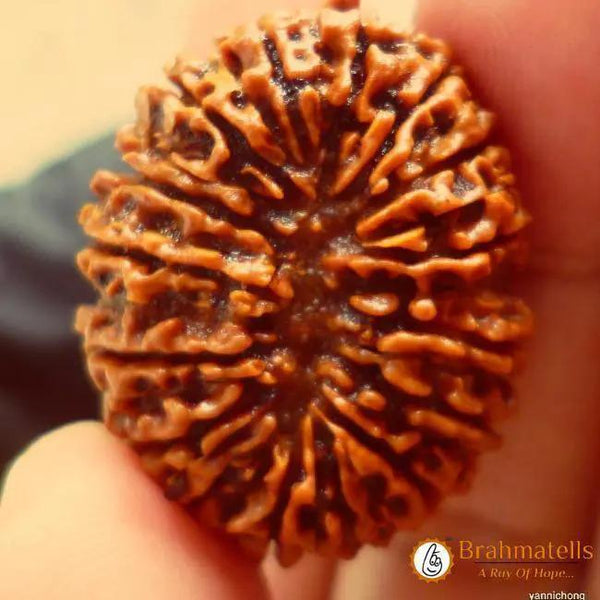 16 Mukhi Rudraksha Bead - Lord Shiva's Blessing for Protection | Brahmatells by Brahmatells