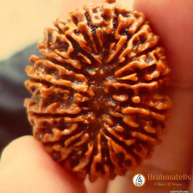 16 Mukhi Rudraksha Bead - Lord Shiva's Blessing for Protection | Brahmatells by Brahmatells