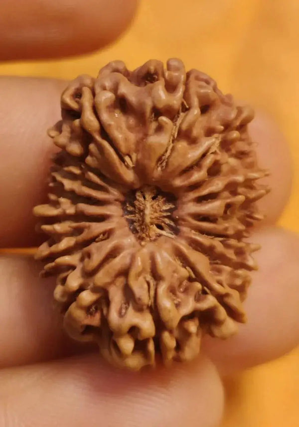 16 Mukhi Rudraksha Bead - Lord Shiva's Blessing for Protection | Brahmatells by Brahmatells