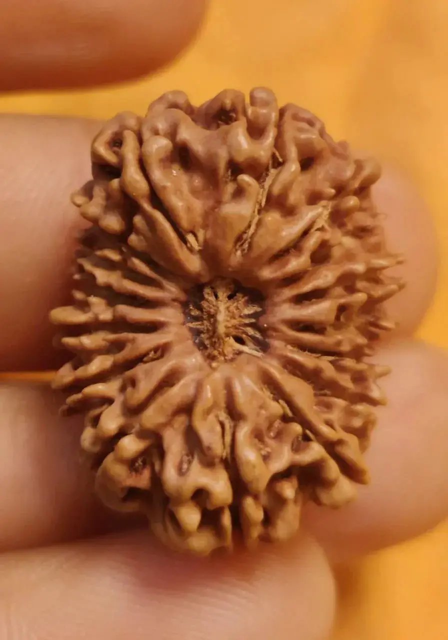 16 Mukhi Rudraksha Bead - Lord Shiva's Blessing for Protection | Brahmatells by Brahmatells