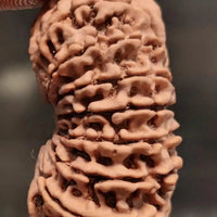 16 Mukhi Rudraksha Bead - Lord Shiva's Blessing for Protection | Brahmatells by Brahmatells