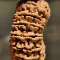 16 Mukhi Rudraksha Bead - Lord Shiva's Blessing for Protection | Brahmatells by Brahmatells