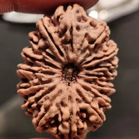 16 Mukhi Rudraksha Bead - Lord Shiva's Blessing for Protection | Brahmatells by Brahmatells