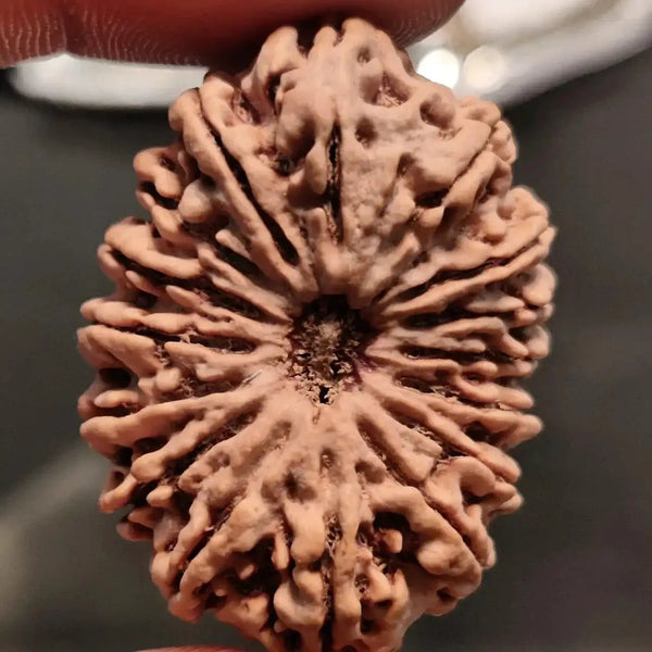 16 Mukhi Rudraksha Bead - Lord Shiva's Blessing for Protection | Brahmatells by Brahmatells