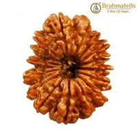 16 Mukhi Rudraksha Java - Triumph & Protection with Lord Ram's Grace | Brahmatells - BrahmatellsStore