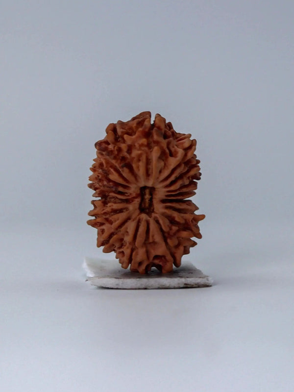 17 Mukhi Rudraksha Bead - Prosperity & Intuition | Brahmatells - BrahmatellsStore