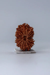 17 Mukhi Rudraksha Bead - Prosperity & Intuition | Brahmatells - BrahmatellsStore
