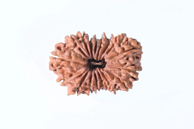 17 Mukhi Rudraksha Bead - Prosperity & Intuition | Brahmatells - BrahmatellsStore