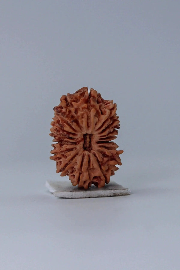 17 Mukhi Rudraksha Bead - Prosperity & Intuition | Brahmatells - BrahmatellsStore