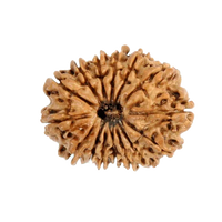 17 Mukhi Rudraksha Java - Prosperity & Spiritual Mastery | Brahmatells - BrahmatellsStore