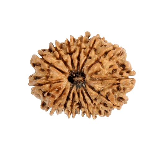 17 Mukhi Rudraksha Java - Prosperity & Spiritual Mastery | Brahmatells - BrahmatellsStore