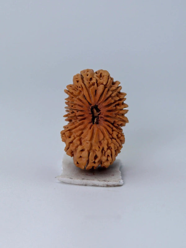 18 Mukhi Rudraksha Bead - Prosperity & Protection | Brahmatells - BrahmatellsStore