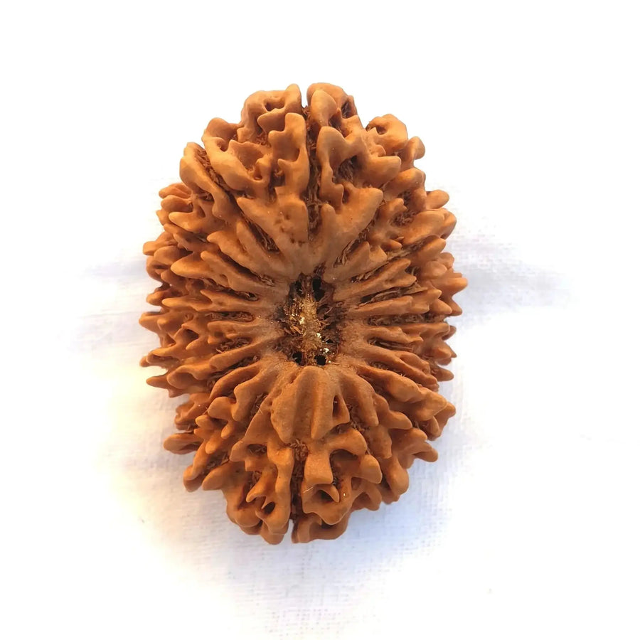 18 Mukhi Rudraksha Java - Prosperity & Earth's Energy | Brahmatells - BrahmatellsStore