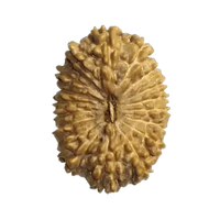 18 Mukhi Rudraksha Java - Prosperity & Earth's Energy | Brahmatells by Brahmatells